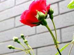 -泡桐树街