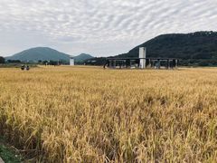 -艾米稻香小镇