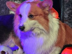 -味千拉面(惠州文昌一路分店)