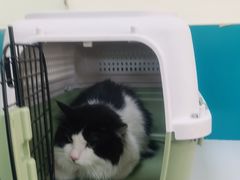 -乖乖宠物医院·猫科·急重症中心(车站北路分院)