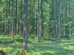 -黄海国家森林公园