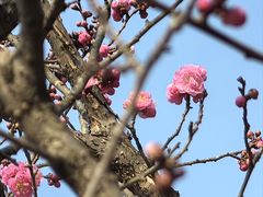 -梅花山(明孝陵内)