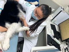 -谐和益家动物医院·免疫绝育·血液透析·宠保定点医院(高新伊藤分院)