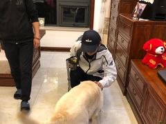 -多乐狗狗宠物训练工作室