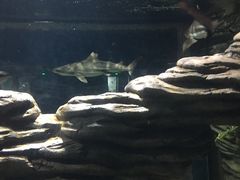 -苏州海洋馆