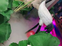 -韵秋荷(宝山龙湖天街店)