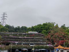 -深圳仙湖植物园