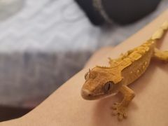 -酷以爬仙阁实体爬宠店·守宫·蜥蜴·专业繁育