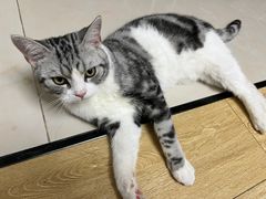 -小猫来了·猫舍(红山六九七九店)