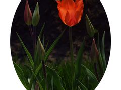 -大宁郁金香公园-停车场