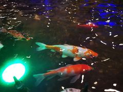 -碧中海汤泉汗蒸酒店