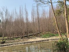 -桤木河湿地公园