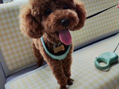 -翊宠yipet猫狗购宠庄园犬舍•猫舍