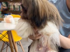 -帕帕拉兹宠物(亚洲旗舰店)