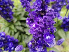 -春花秋色城市公园