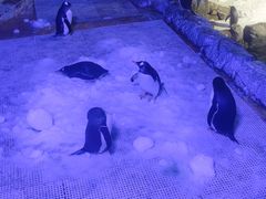 -成都浩海立方海洋公园