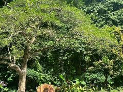 -深圳仙湖植物园