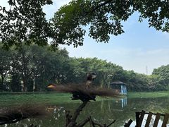 -广州长隆飞鸟乐园