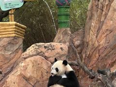 -广州长隆野生动物世界