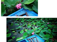 -荷塘月色湿地公园·向阳花洲