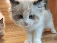 -猫十亿·布偶金渐层·曼基康矮脚猫舍(青年路店)