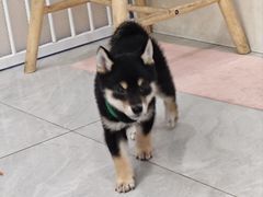 -柴犬小屋·柴餐厅·狗咖食堂(金鼎广场店)