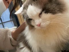 -猫色咖啡·猫咖