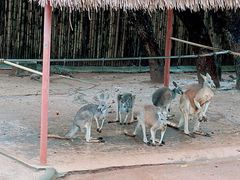 -深圳野生动物园