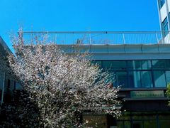 -四川大学(望江校区)