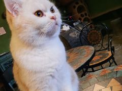 -猫猫幼稚园·撸猫·桌游·电玩