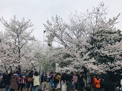 -武汉大学-樱园