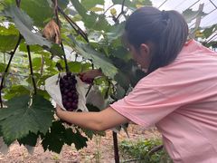 -马陆小张葡萄园农家乐