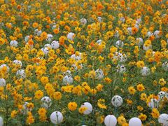 -歌斐颂巧克力小镇