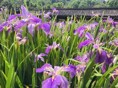 -龙头寺公园