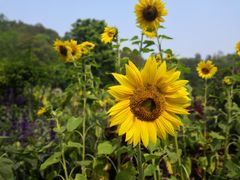-深圳仙湖植物园