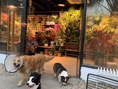 -自由生长植物工作室(深港花卉中心店)