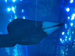 -迪拜水族馆及水下动物园