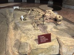 -自贡恐龙博物馆