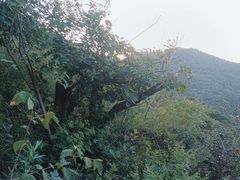 -香山公园