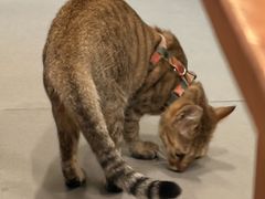 -Again Coffee Roaster(香蜜湖店)