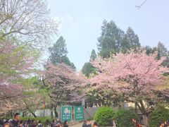 -武汉大学-樱园