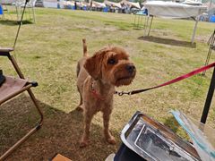 -栖露营camping·天幕烧烤·团建拓展·采摘营地