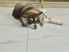 -嘉馨宠物医院·CT影像转诊·心脏科·犬猫全科诊疗中心(下沙大学城院区)