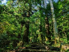 -天目山大树王景区