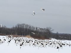 -钏路市丹顶鹤自然公园