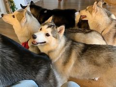 -Husky Go! 哈士奇体验馆·宠物咖啡厅狗咖