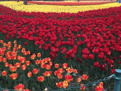 -大宁郁金香公园-停车场