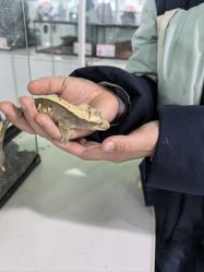 -神奇动物撸宠馆·羊驼·小浣熊·异宠(豫园店)