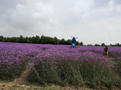 -东平国家森林公园
