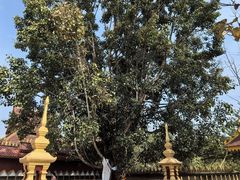 -西双版纳总佛寺
